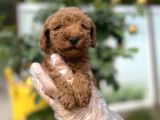 Toy Poodle Yavru