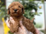 Toy Poodle Yavru