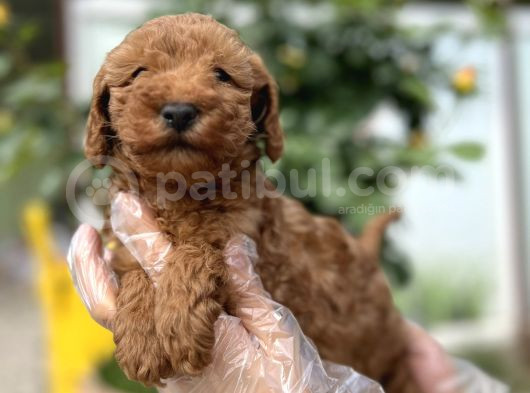 Toy Poodle Yavru görsel