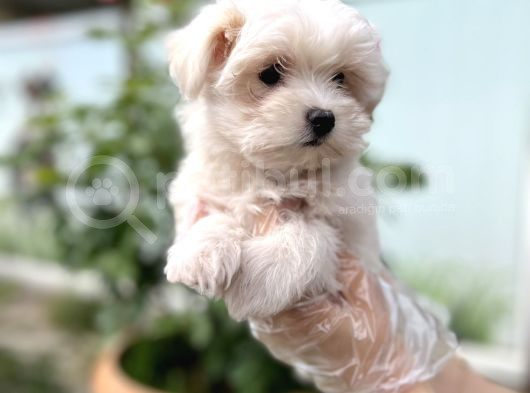 Maltese Terri̇er Yavru