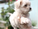 Maltese Terri̇er Yavru