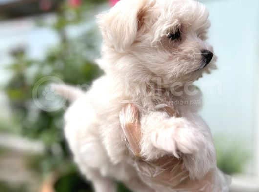 Maltese Terri̇er Yavru görsel