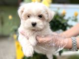 Maltese Terri̇er Yavru