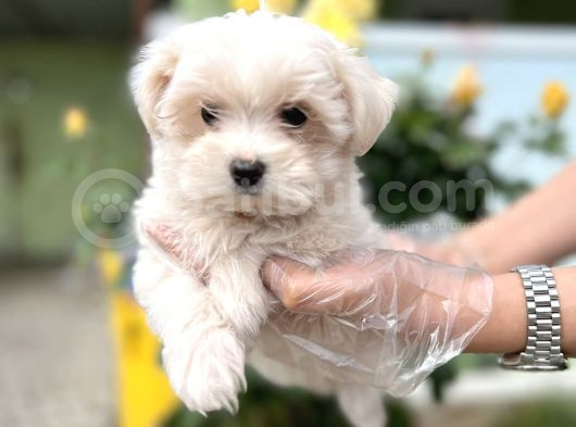 Maltese Terri̇er Yavru görsel
