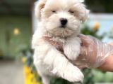 Maltese Terri̇er Yavru