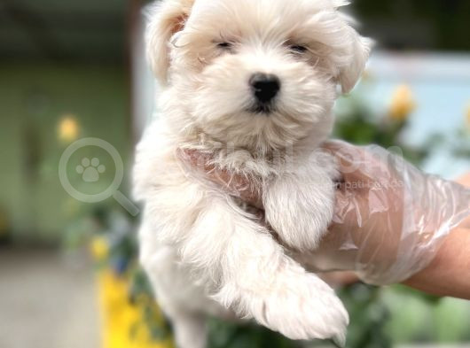 Maltese Terri̇er Yavru görsel