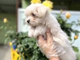 Maltese Terri̇er Yavru