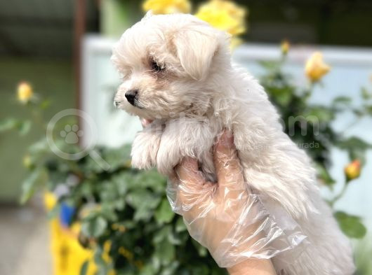 Maltese Terri̇er Yavru görsel
