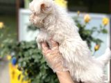 Maltese Terri̇er Yavru