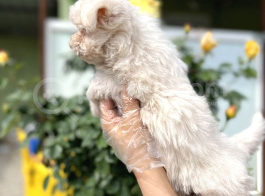 Maltese Terri̇er Yavru görsel
