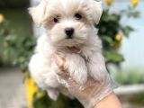 Maltese Terri̇er Yavru