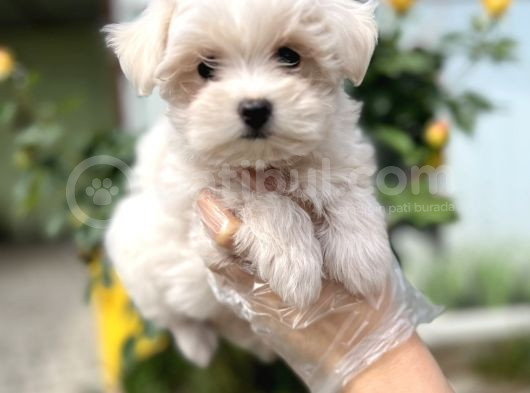 Maltese Terri̇er Yavru görsel