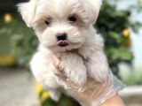 Maltese Terri̇er Yavru