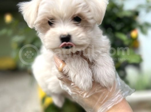 Maltese Terri̇er Yavru görsel