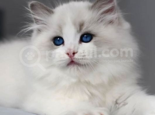 Görkemli Ragdoll Yavrumuz görsel