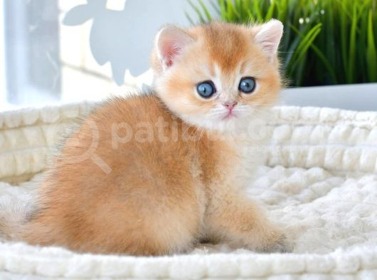 Altın Bakışlı Golden British Shorthair Yavrumuz