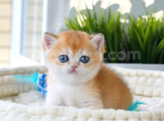 Altın Bakışlı Golden British Shorthair Yavrumuz görsel