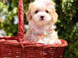 Mini Tüy Dökmeyen Maltipoo