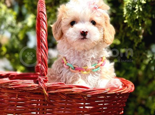 Mini Tüy Dökmeyen Maltipoo
