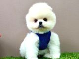 Pomeranian Ayicik Surat Bebekler