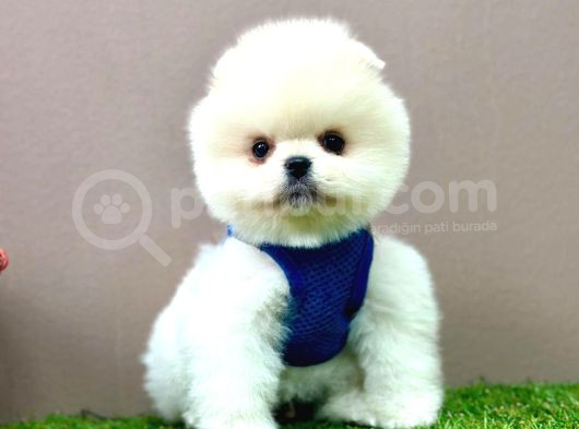 Pomeranian Ayicik Surat Bebekler görsel