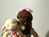 SAF KORE KAN TOY POODLE BEBEK