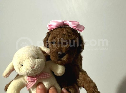 Saf Kore Kan Toy Poodle Bebek