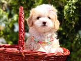 Mini Tüy Dökmeyen Maltipoo