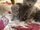 Scottish Fold Yavrular