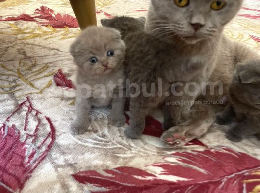 Scottish Fold Yavrular görsel