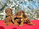 Kizil Doberman Yavru