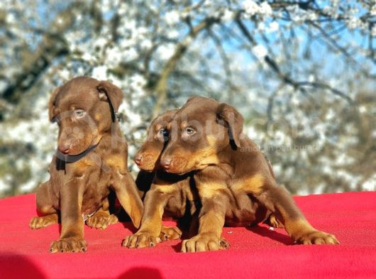 Kizil Doberman Yavru görsel