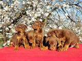 Kizil Doberman Yavru