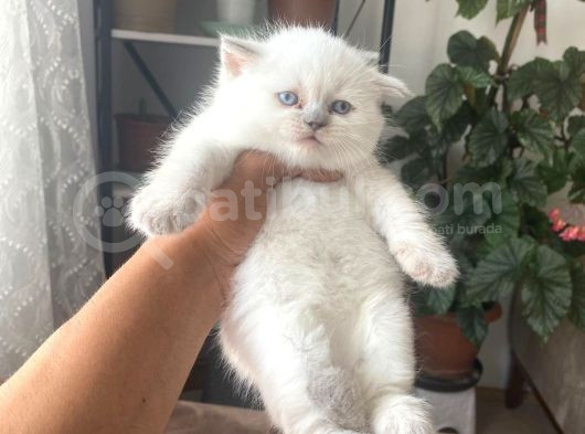 Üst Kali̇te Bri̇ti̇sh Bebekler görsel