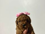 Saf Kore Kan Toy Poodle Bebek