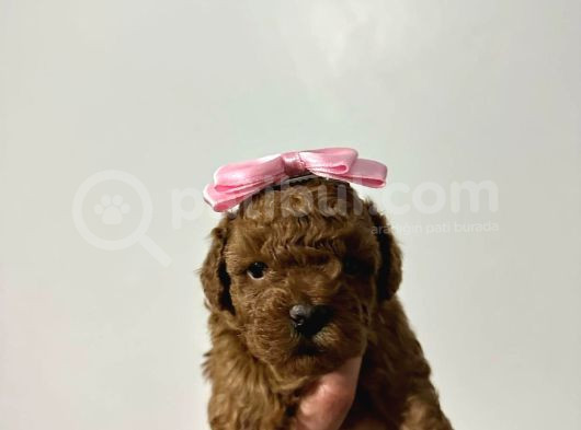 Saf Kore Kan Toy Poodle Bebek görsel