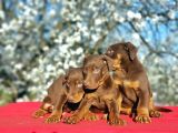 Kizil Doberman Yavru