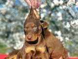 Kizil Doberman Yavru