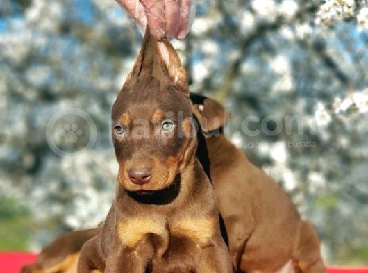 Kizil Doberman Yavru görsel