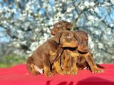 Kizil Doberman Yavru