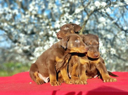 Kizil Doberman Yavru görsel