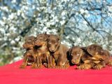 Kizil Doberman Yavru