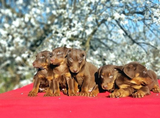 Kizil Doberman Yavru görsel