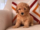 Üst Kali̇te Malti̇poo Bebekler