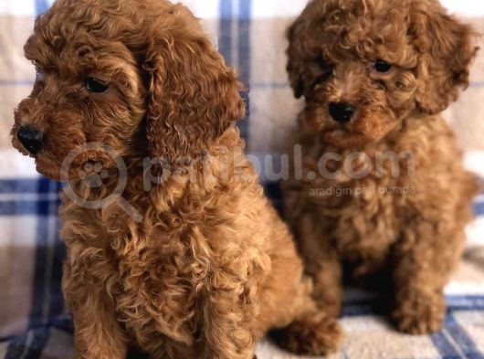 50 Günlük Poodle Yavrular görsel