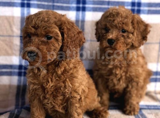 50 Günlük Poodle Yavrular görsel