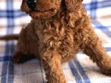 50 Günlük Poodle Yavrular