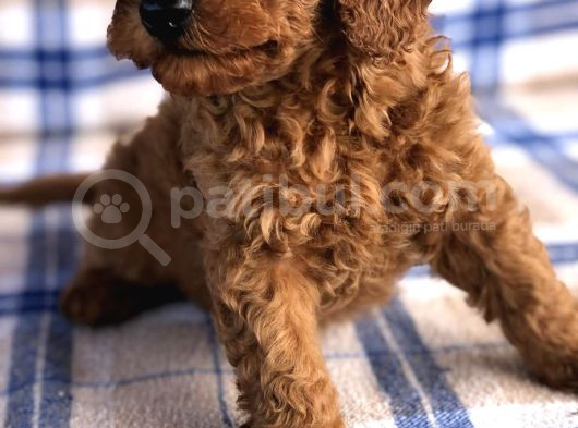 50 Günlük Poodle Yavrular görsel
