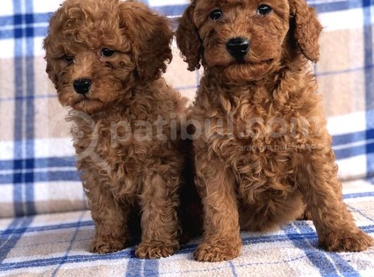 50 Günlük Poodle Yavrular görsel