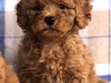 50 Günlük poodle Yavrular